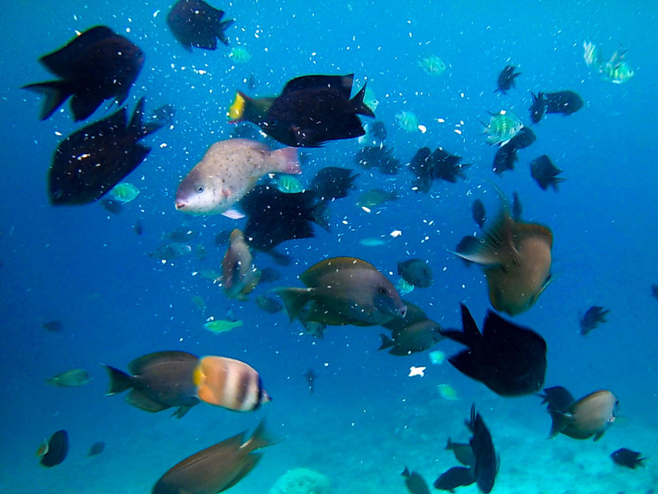 GROUP OF FISH UNDERWATER