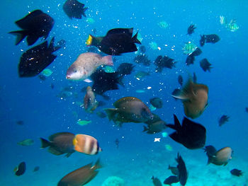 View of fishes swimming in sea