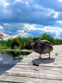Pigeons on footpath by lake against sky