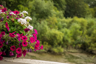 Close-up of flowers against blurred background