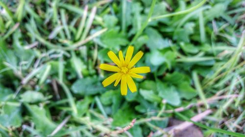 Close-up of yellow flower blooming in field