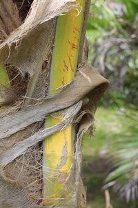 Close-up of tree trunk