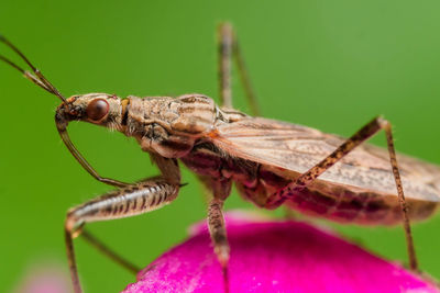 Close-up of insect on leaf