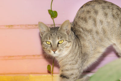 Close-up portrait of a cat