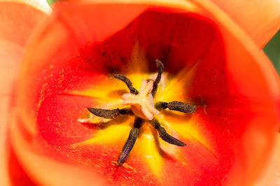 Close-up of insect on flower