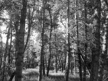 Scenic view of tree trunk