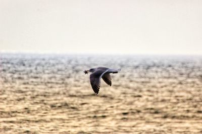 Seagull with a starfish in its beak flying over the ocean in venice beach/california