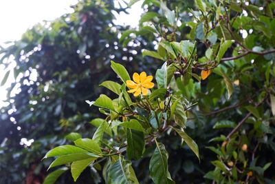 Close-up of yellow flowering plant