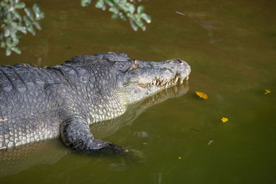 Crocodile at