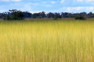 Scenic view of wheat field against sky
