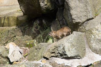 Lizard on rock