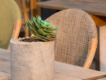 Close-up of potted plant on table