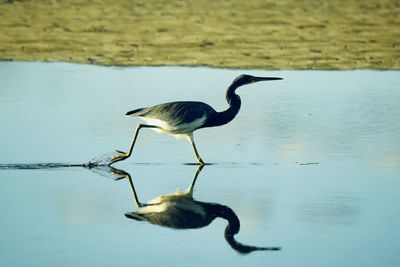 Birds in lake