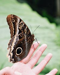 Close-up of butterfly on hand