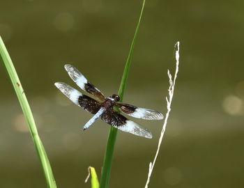 Close-up of butterfly on flower