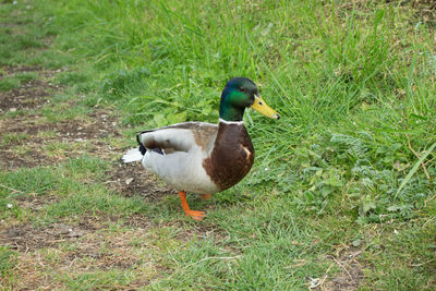 Close-up of duck on field