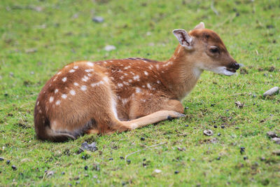 Close-up of deer on field