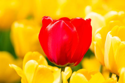 Close-up of red tulip