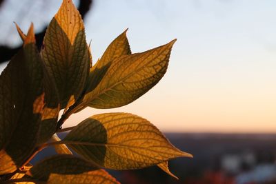 Close-up of autumnal leaves against sky during sunset