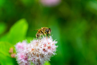 Close-up of bee pollinating on flower