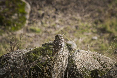 Portrait of owl perching on rock