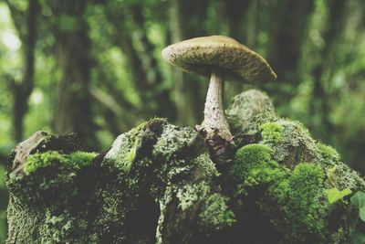 Close-up of mushroom growing in forest