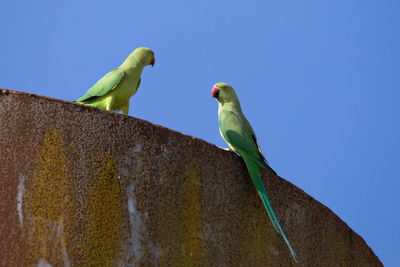 Low angle view of parrots perching on wall against clear blue sky