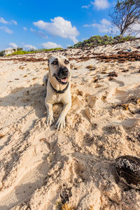 Dog running on beach