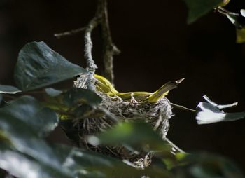 Close-up of insect on plant