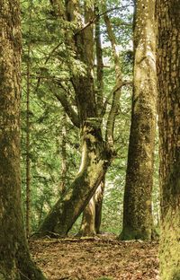 Trees in forest