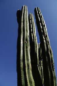 Low angle view of cactus against clear sky