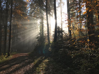 Sunlight streaming through trees in forest