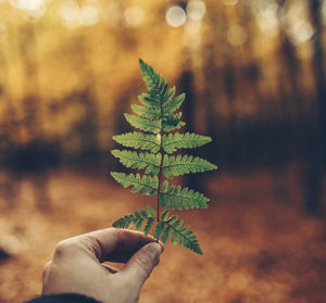 Close-up of hand holding leaves in forest during autumn