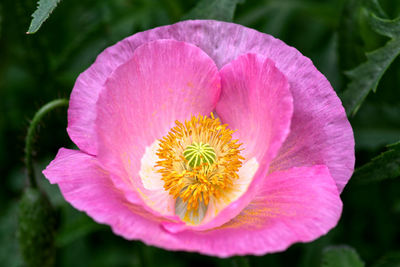 Close-up of pink flower