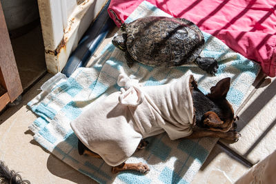 High angle view of dog