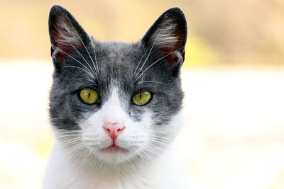 Close-up portrait of black cat