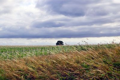 Scenic view of field against sky