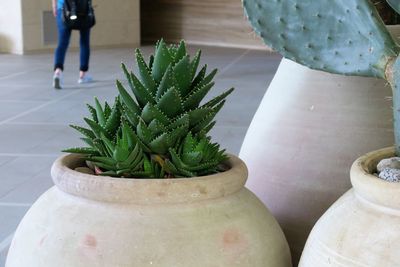 Close-up of potted plant