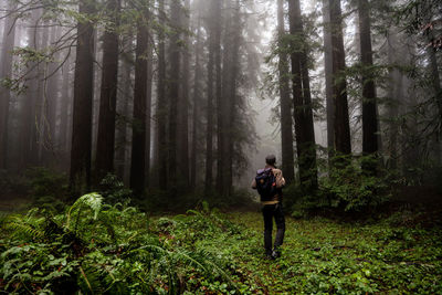 Figure walking through green plants twords grove of foggy trees