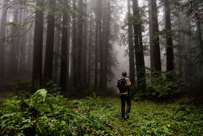 Full length of man standing amidst trees in forest