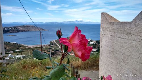 View of plants by sea against sky