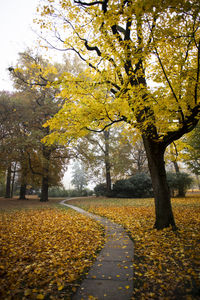 Trees in park during autumn