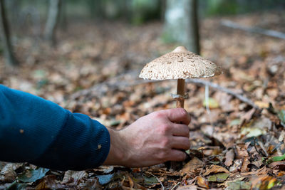 A man with his hand picking parasol mushroom in the forest surrounded by leaves