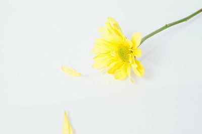 Close-up of flower over white background