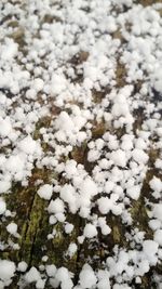 Close-up of snow on field