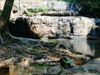 Plants growing on rock by lake in forest