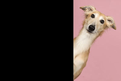 Close-up portrait of a dog over black background