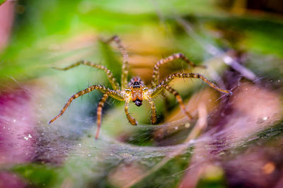 Close-up of spider