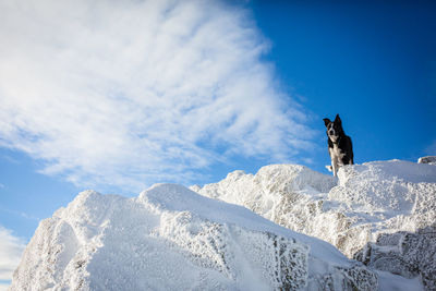 Low angle view of dog on snow against sky