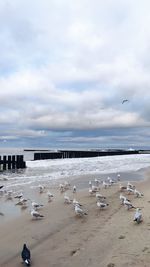 Seagulls on beach